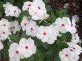 Titan Polka Dot Periwinkle / Catharanthus roseus 